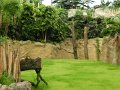 21 - Hier lebt ein Schabrackentapir